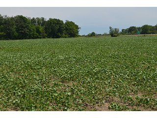 Property photo 129 - LAND AUCTION - 215+/- ACRES OFFERED IN 6 TRACTS IN VAN WERT COUNTY, OHIO